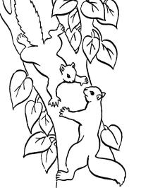 2 Wiewiórki na drzewie