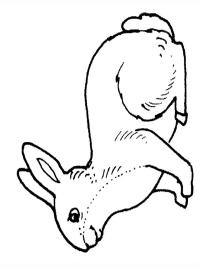 Królik