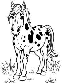 Koń Appaloosa