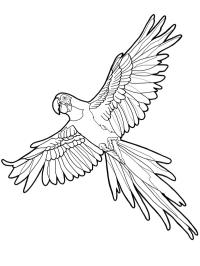 Papuga Ara