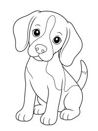 Szczeniak Beagle