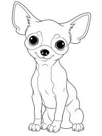 Szczeniak chihuahua