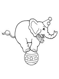 Słoń cyrkowy na piłce