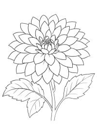 Dalia