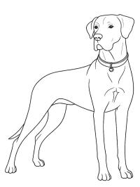 Dog niemiecki