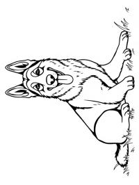 Owczarek niemiecki