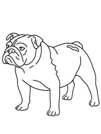 Buldog angielski