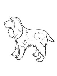 Cocker spaniel angielski