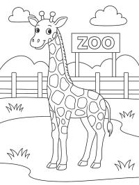 Żyrafa w zoo