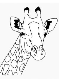 głowa żyrafy
