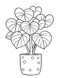 Szczęśliwe serce (hoja kerrii)