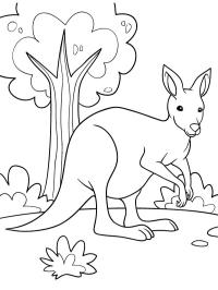 Piękny kangur
