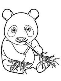 Panda zjada bambus