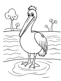 Pelikan w wodzie