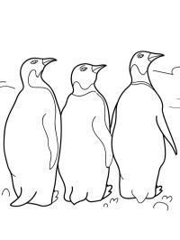 3 pingwiny