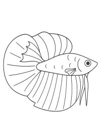 Bojownik wspaniały