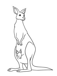 Stojący kangur z dzieckiem