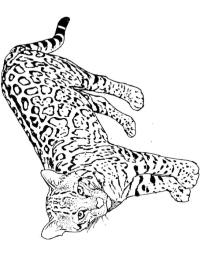 Gepard