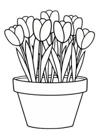 Tulipany w doniczce
