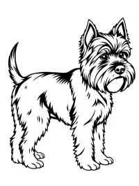Yorkshire terrier