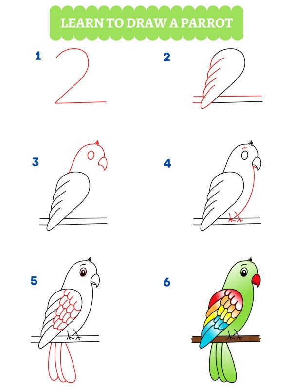 Jak narysować papugę?