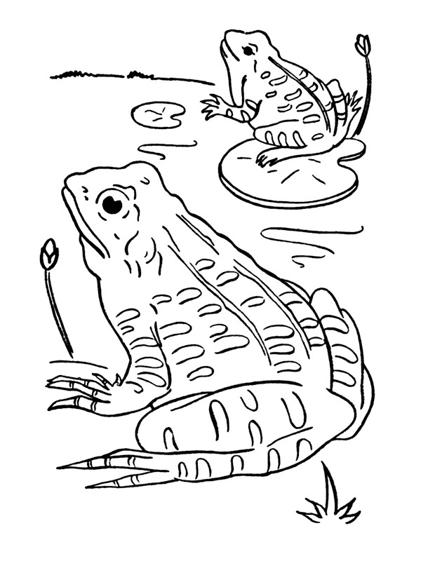 Żaby kolorowanka