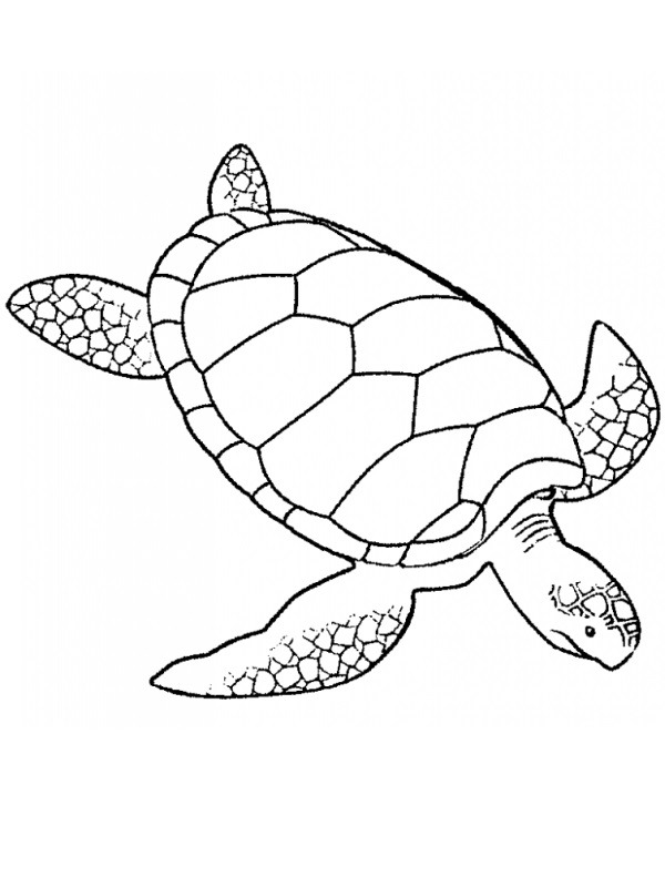 żółw kolorowanka