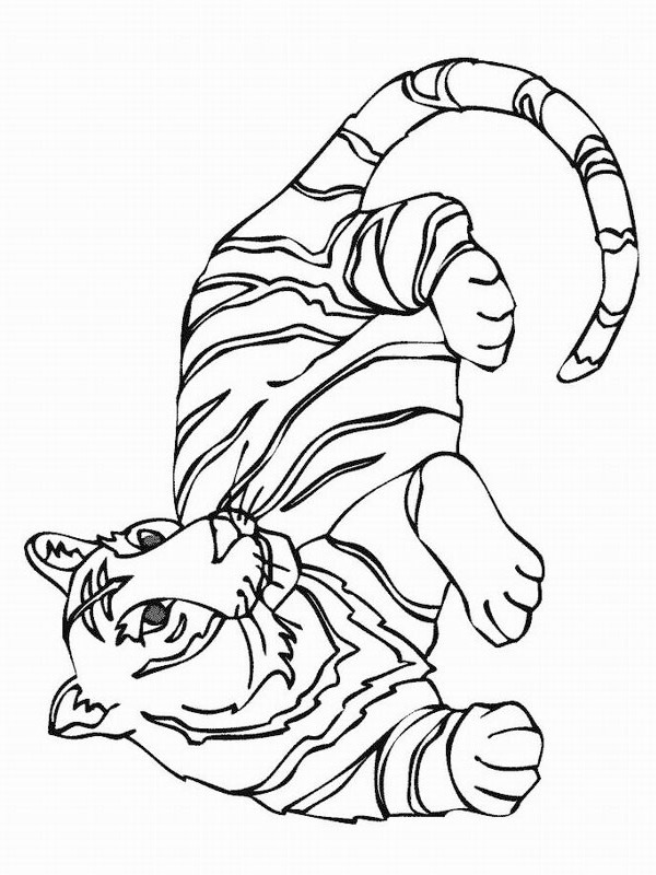 tygrys kolorowanka