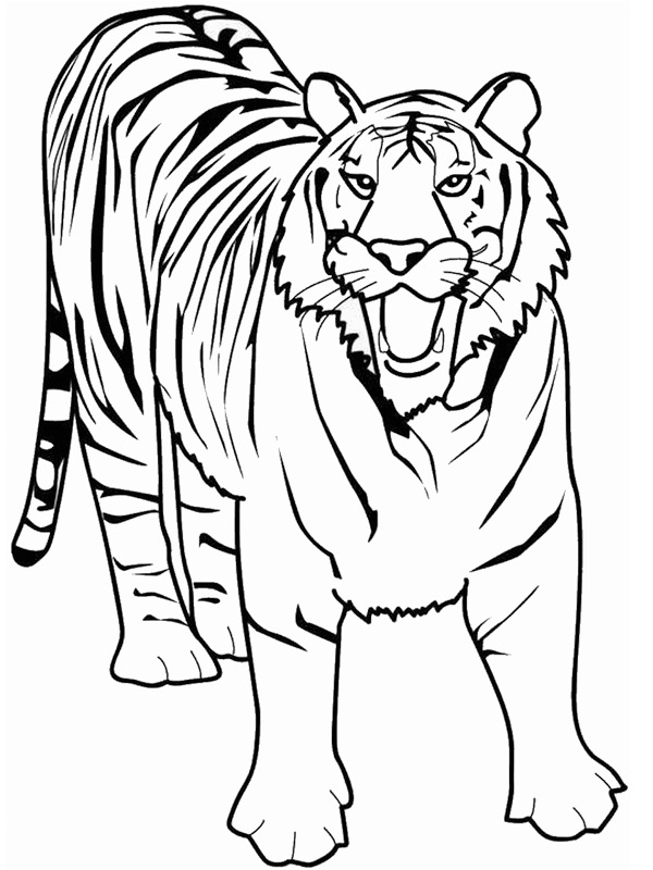 Tygrys kolorowanka