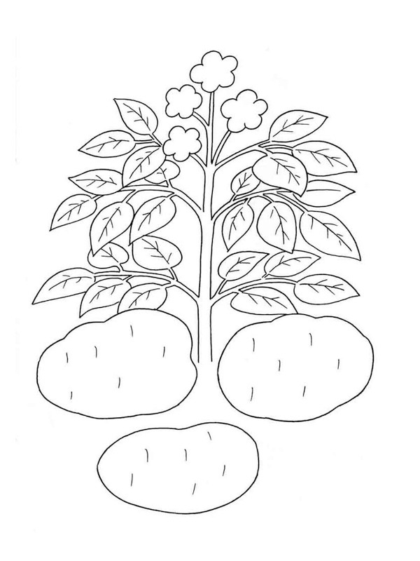 Roślina ziemniaczana kolorowanka