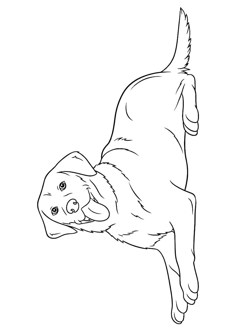 Wesoły labrador retriever kolorowanka