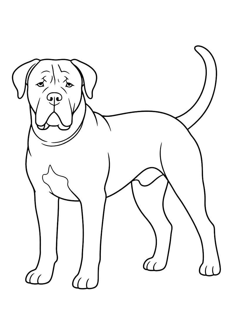 Cane corso kolorowanka