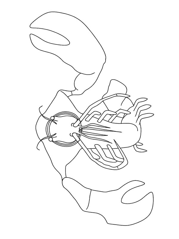 Clawrenzo (Garten of Banban) kolorowanka