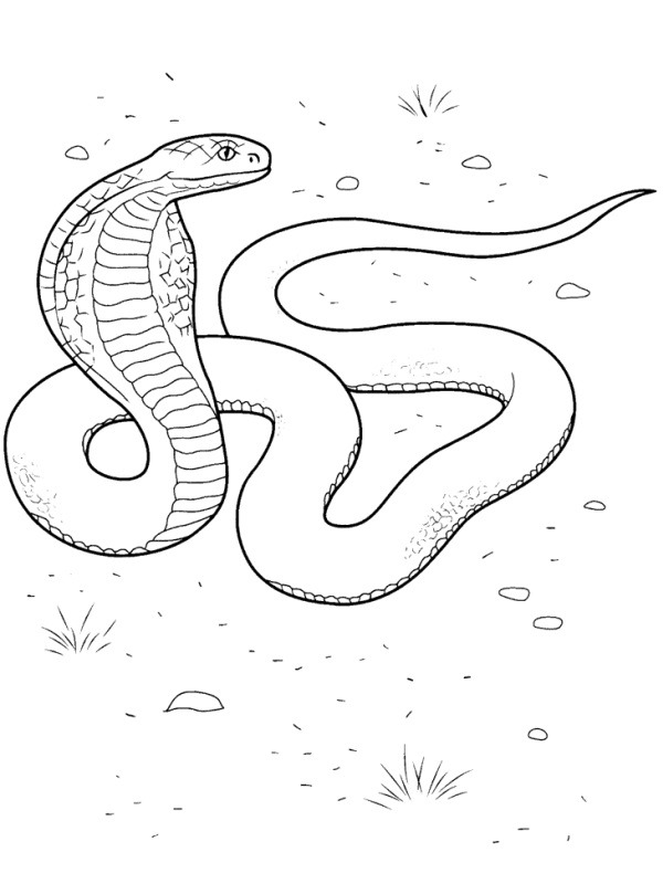 kobra kolorowanka