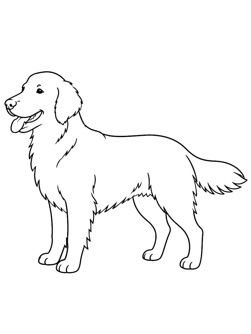 Flat Coated Retriever kolorowanka