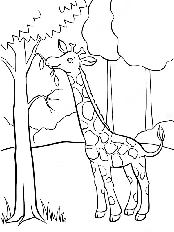 Żyrafa je przy drzewie kolorowanka