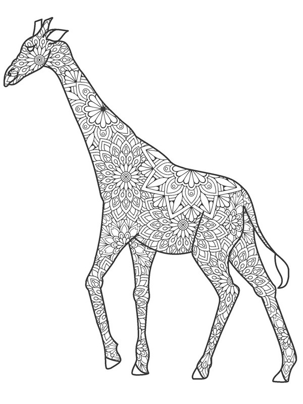 żyrafa dla dorosłych kolorowanka