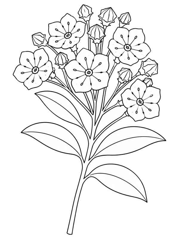 Kalmia kolorowanka