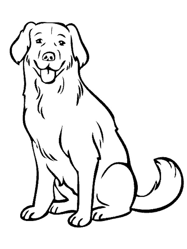 Pies Labrador kolorowanka