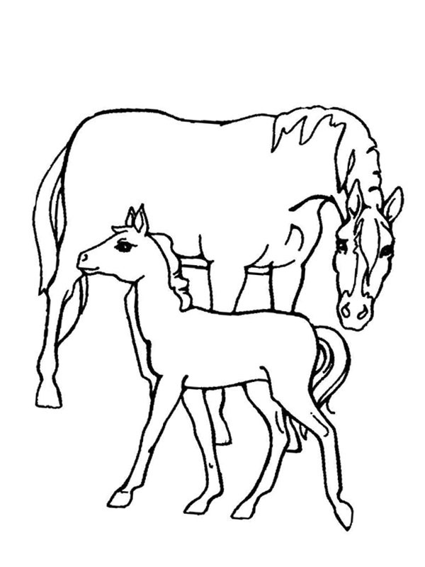 Koń i źrebię kolorowanka
