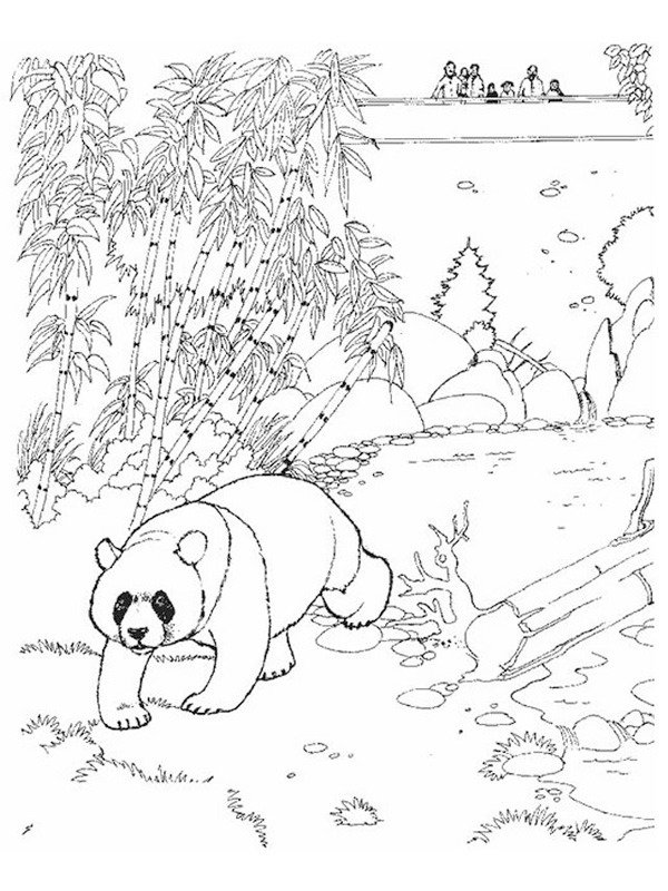 Niedźwiedź Panda w zoo kolorowanka