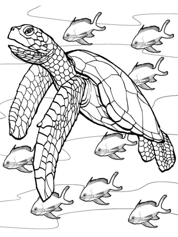 żółw w wodzie kolorowanka