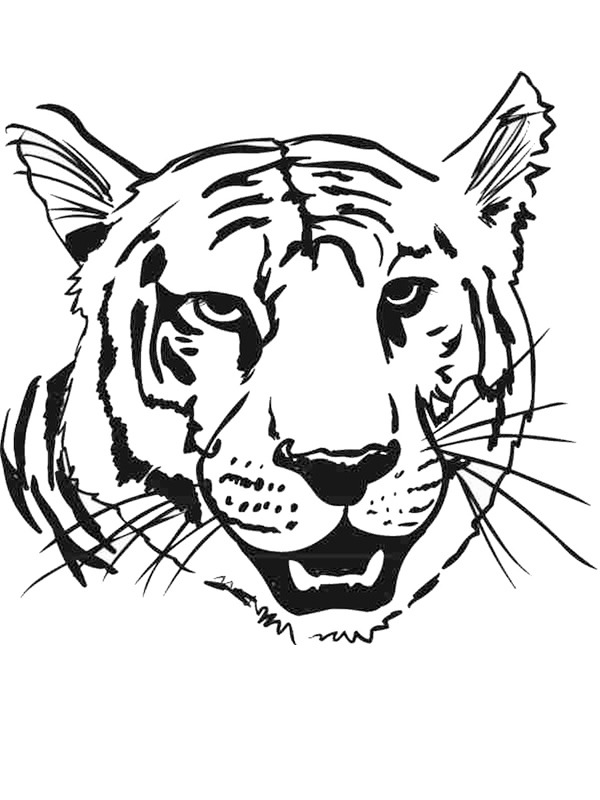 głowa tygrysa kolorowanka
