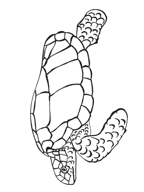 Żółw morski kolorowanka