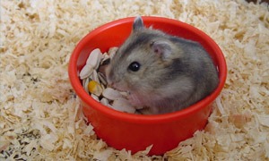 Chomik