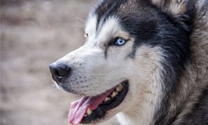 Husky