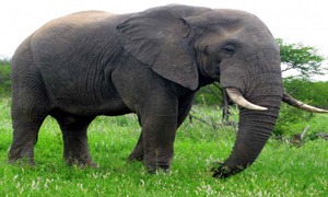 Słoń